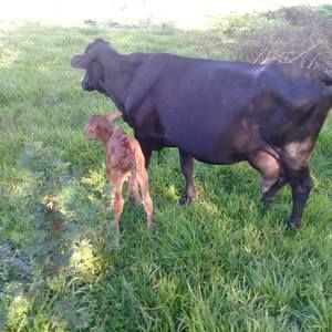 Meet your Posher, Pedro